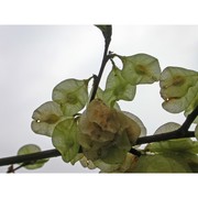 ulmus canescens melville