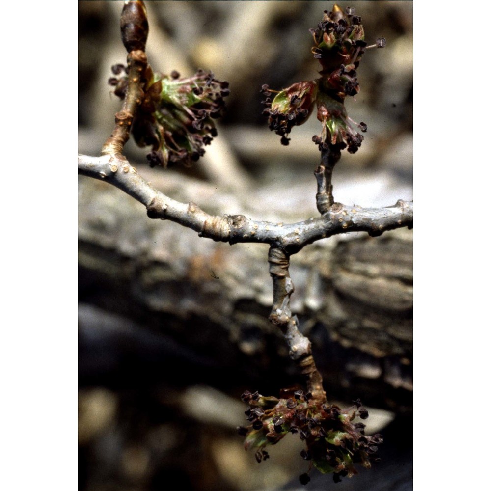 ulmus glabra huds.