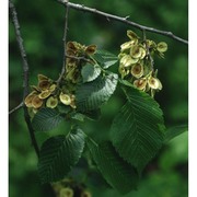 ulmus glabra huds.