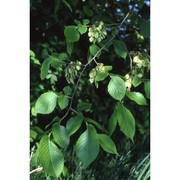 ulmus laevis pall.
