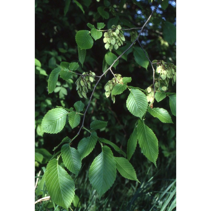 ulmus laevis pall.