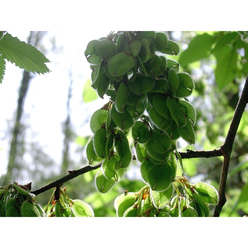 ulmus laevis pall.