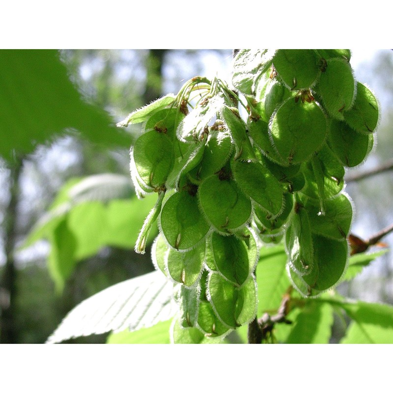 ulmus laevis pall.
