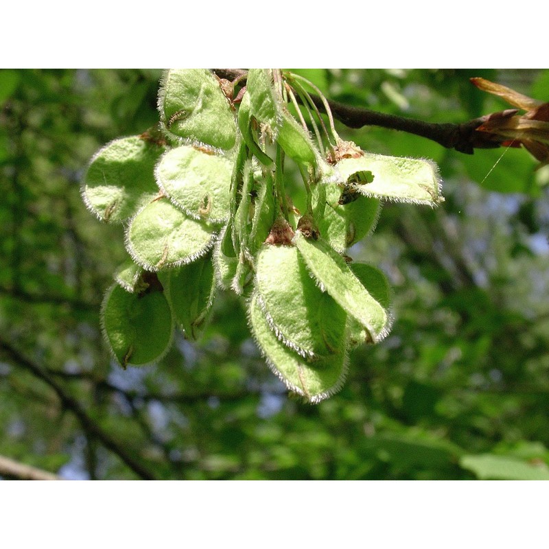 ulmus laevis pall.