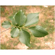 ulmus pumila l.