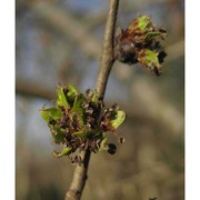 ulmus pumila l.