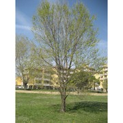 ulmus pumila l.