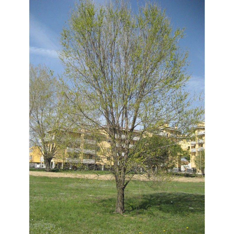 ulmus pumila l.