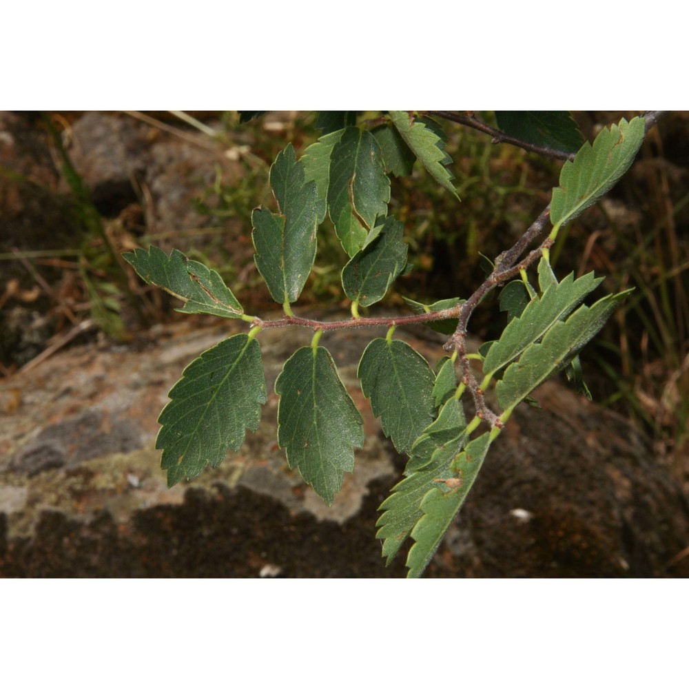 zelkova sicula di pasq., garfí et quézel