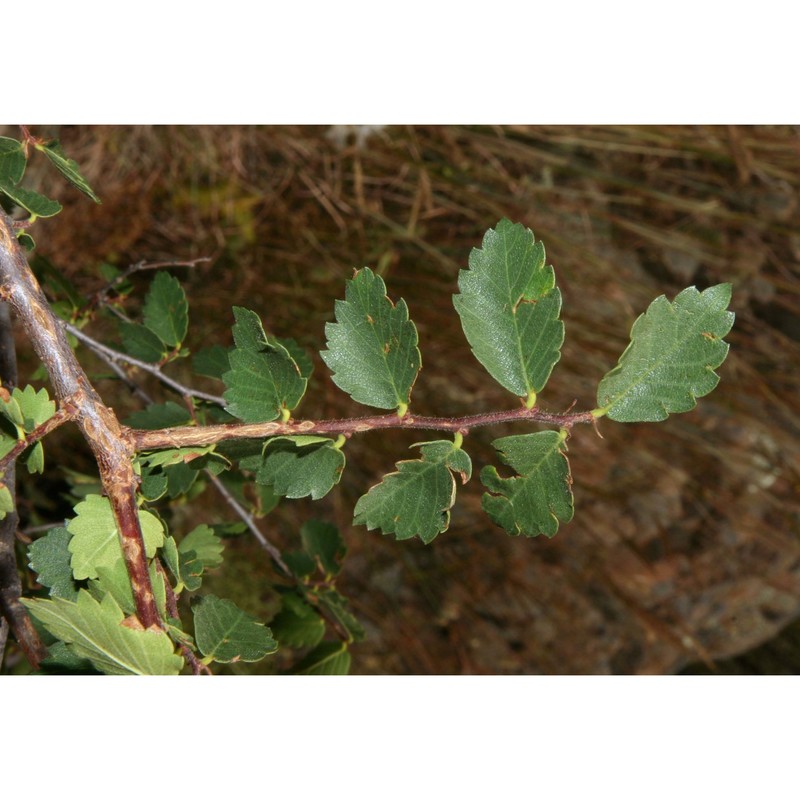 zelkova sicula di pasq., garfí et quézel