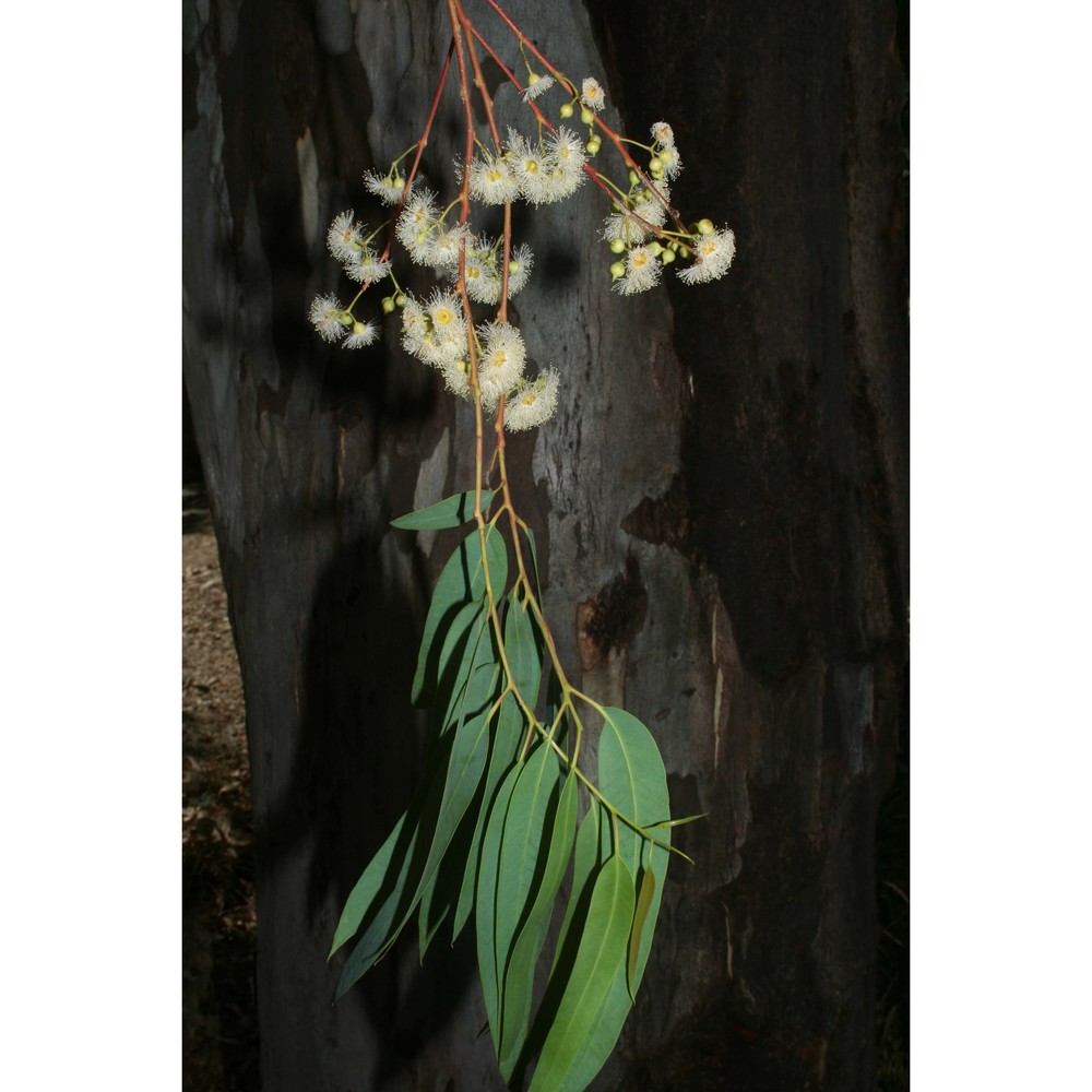 eucalyptus camaldulensis dehnh.