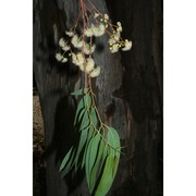 eucalyptus camaldulensis dehnh.