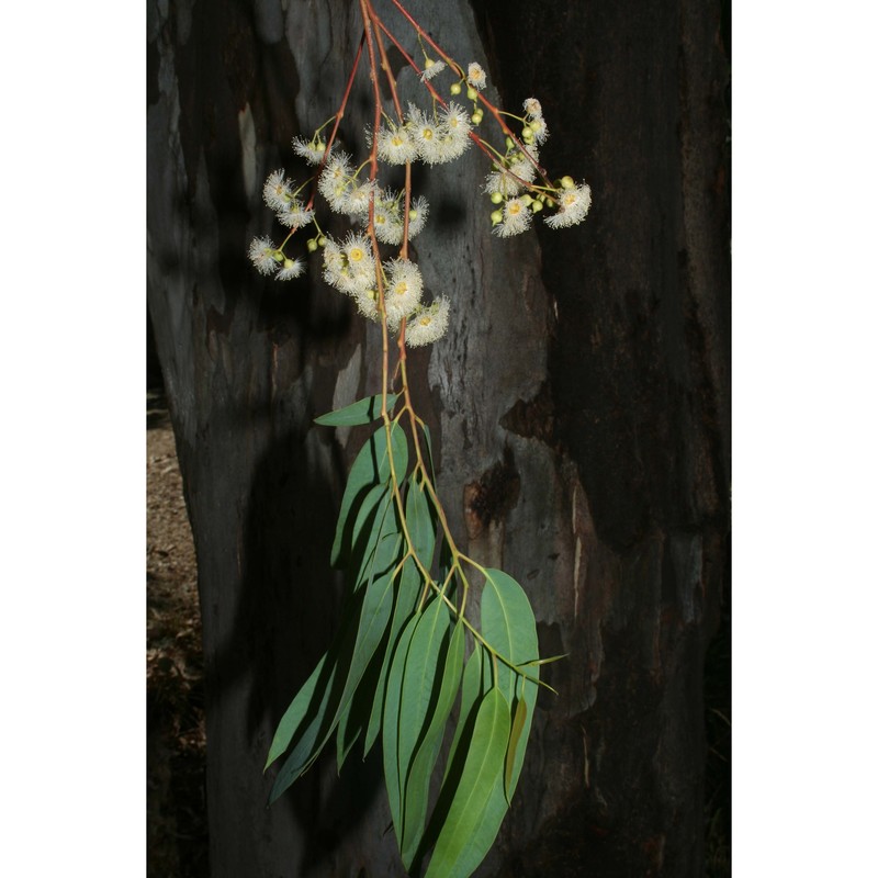 eucalyptus camaldulensis dehnh.