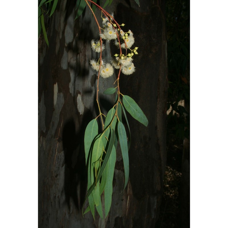 eucalyptus camaldulensis dehnh.