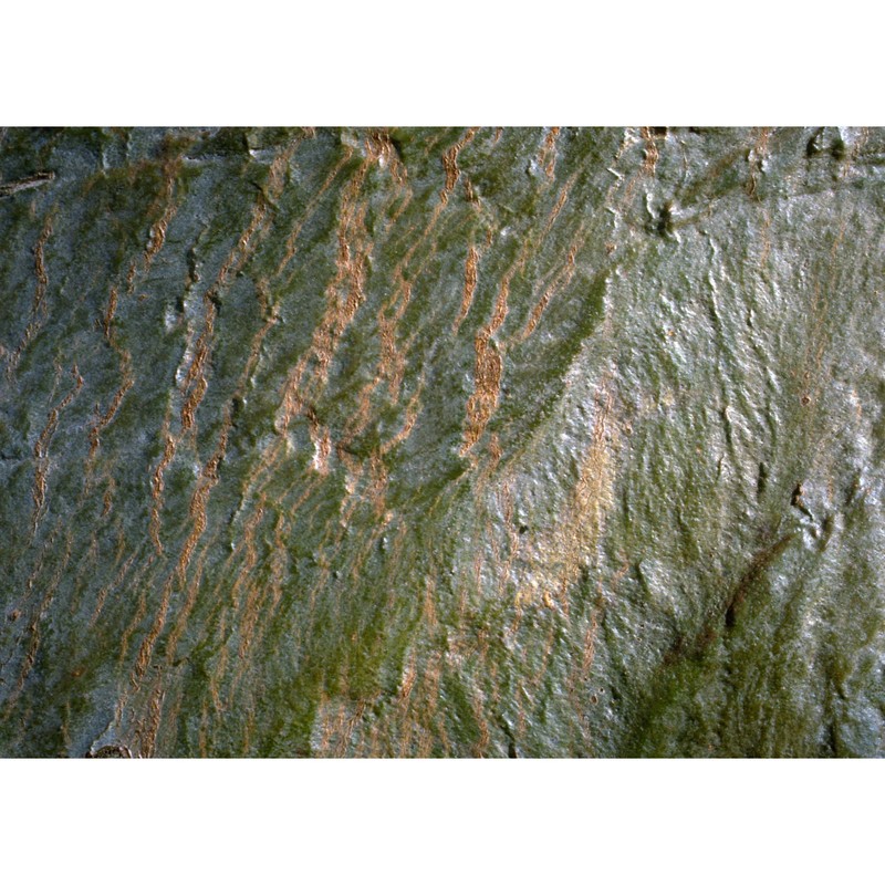 eucalyptus camaldulensis dehnh.
