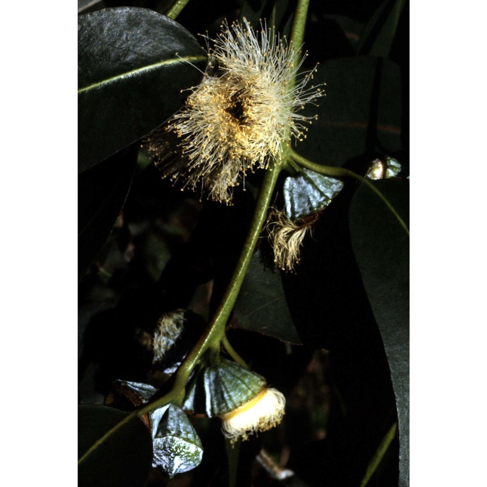 eucalyptus globulus labill.