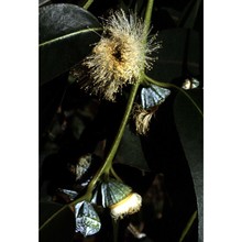 eucalyptus globulus labill.