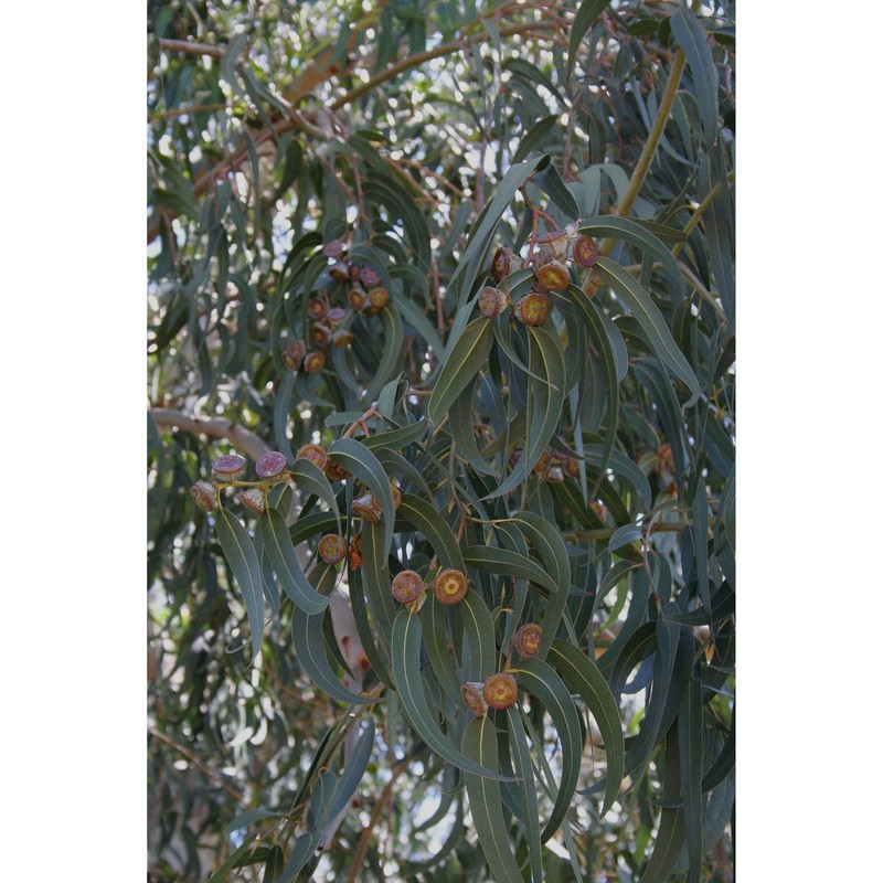 eucalyptus globulus labill.