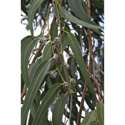 eucalyptus globulus labill.