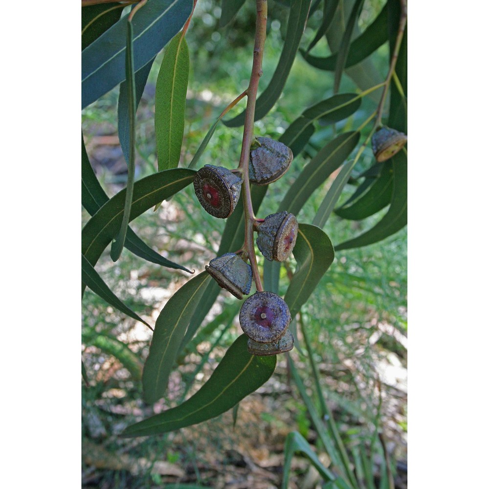 eucalyptus globulus labill.