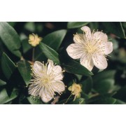 myrtus communis l.