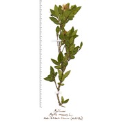 myrtus communis l.