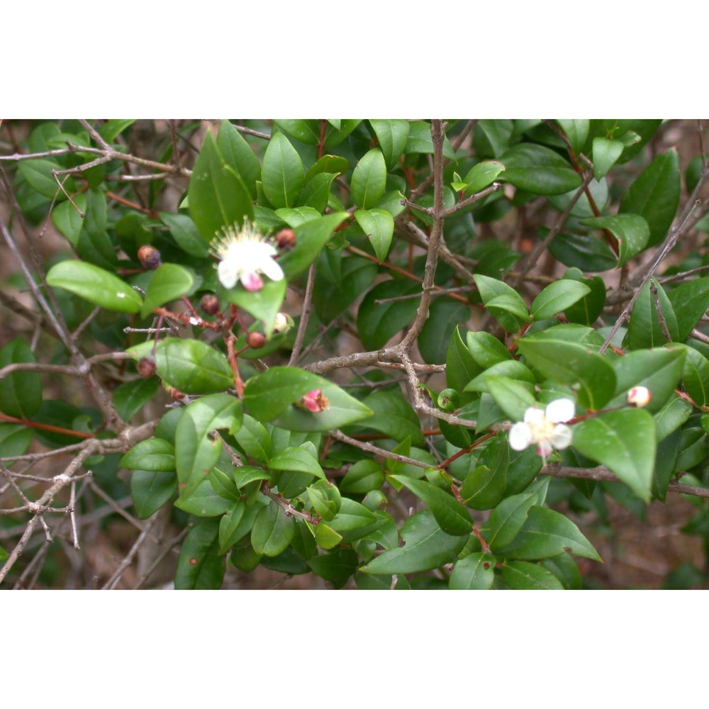 myrtus communis l.