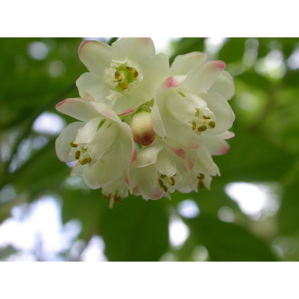 staphylea pinnata l.