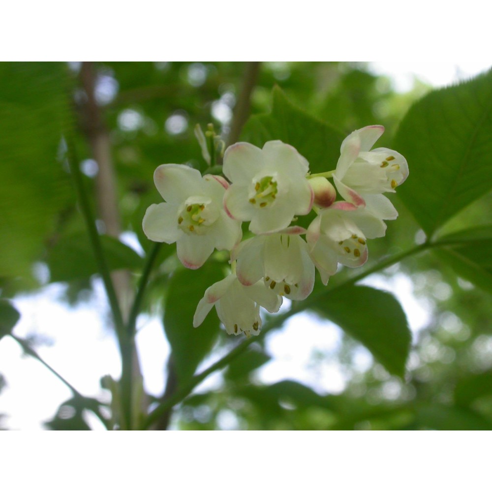 staphylea pinnata l.