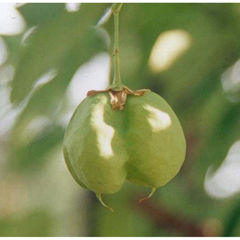 staphylea pinnata l.