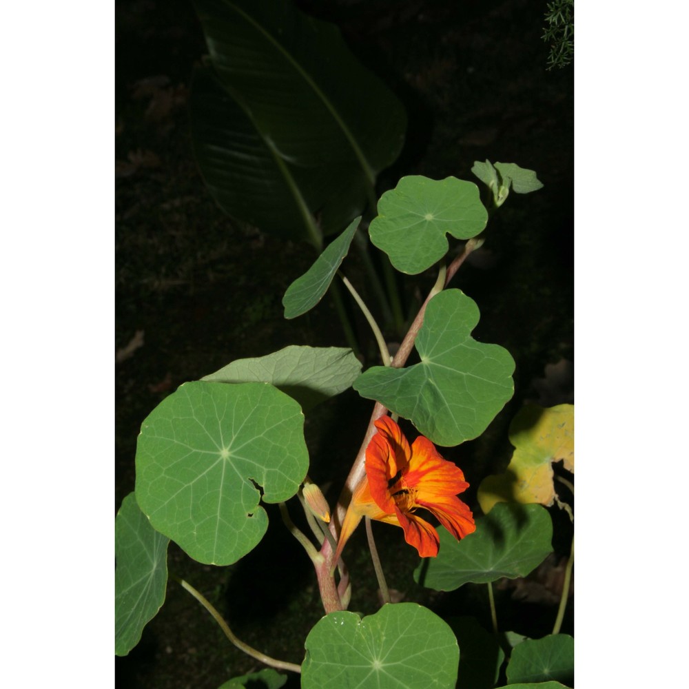 tropaeolum majus l.