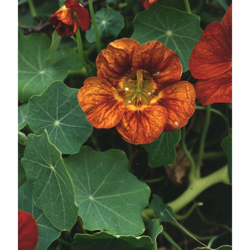 tropaeolum majus l.