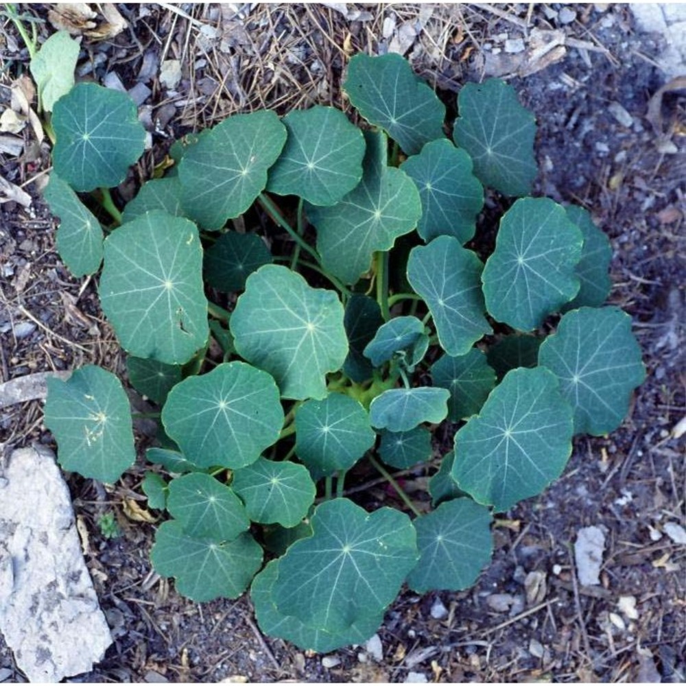 tropaeolum majus l.