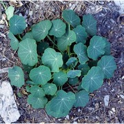 tropaeolum majus l.