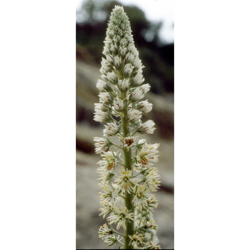 reseda alba l.