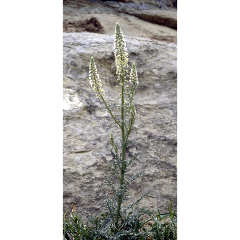 reseda alba l.