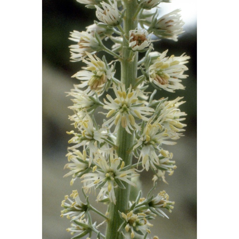 reseda alba l.