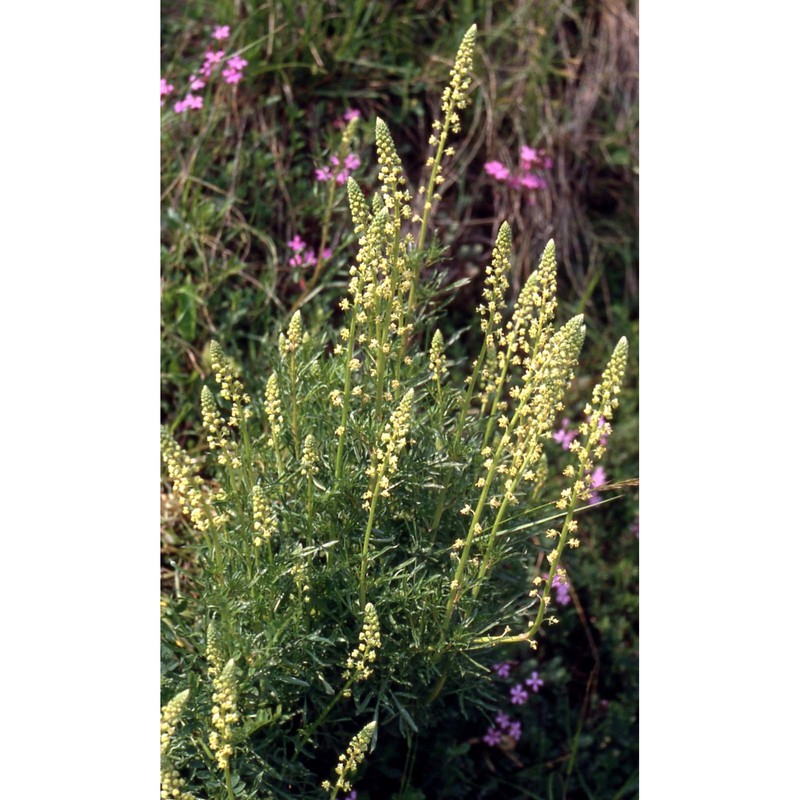 reseda lutea l.