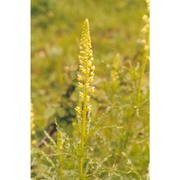 reseda lutea l.