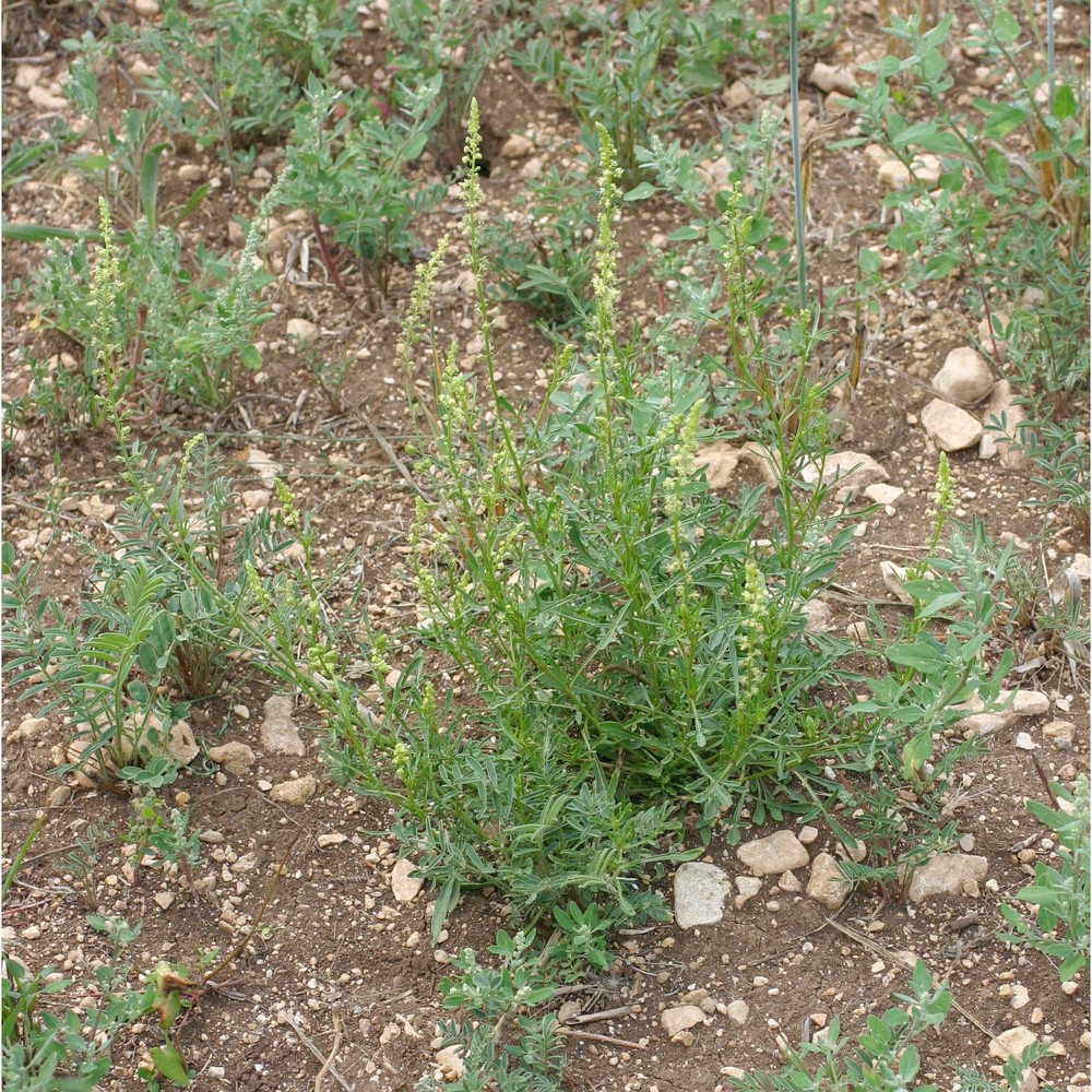 reseda lutea l.