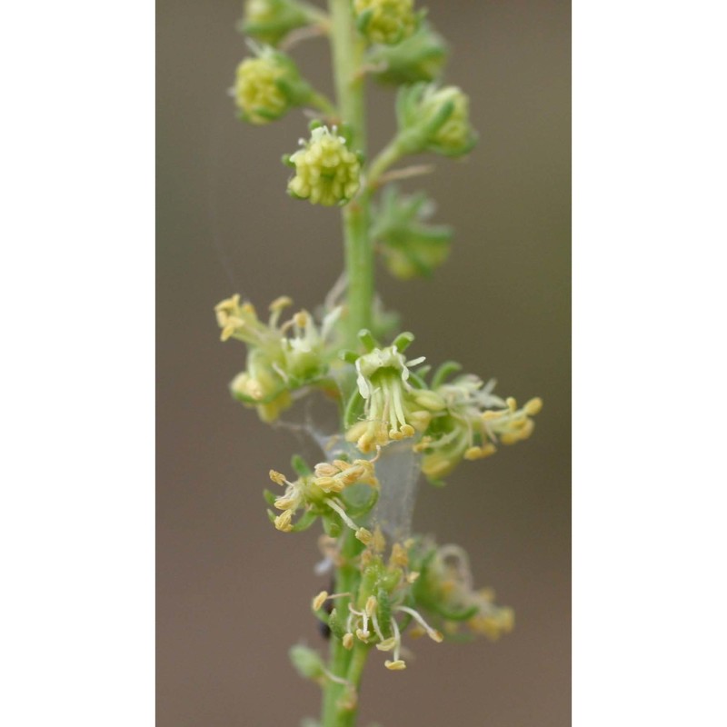 reseda lutea l.