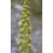 reseda luteola l.