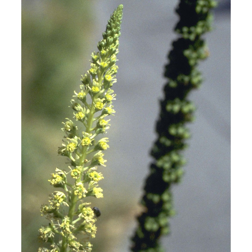 reseda luteola l.