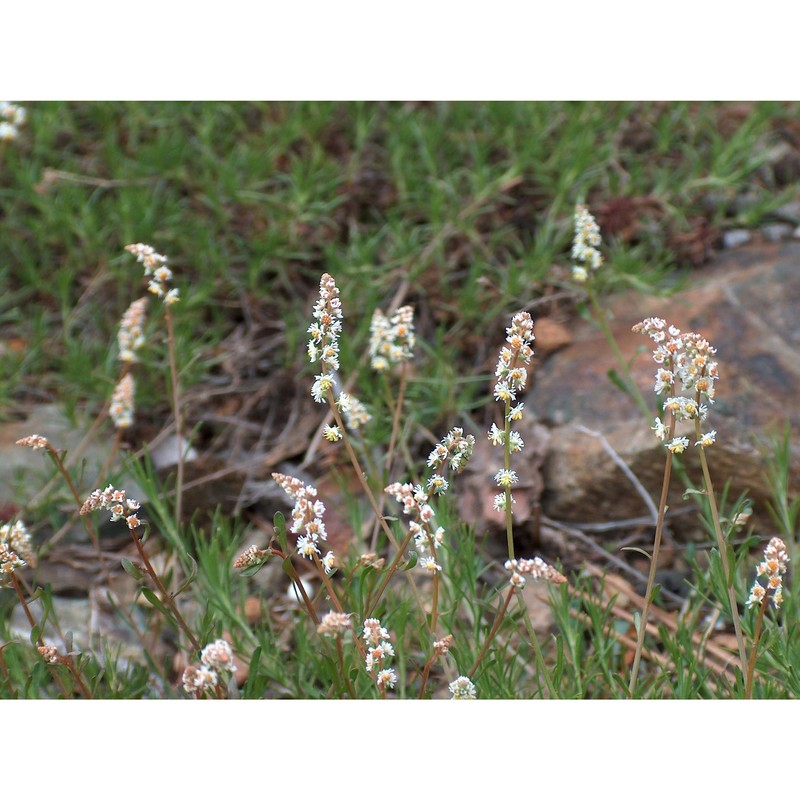 sesamoides interrupta (boreau) g. lópez