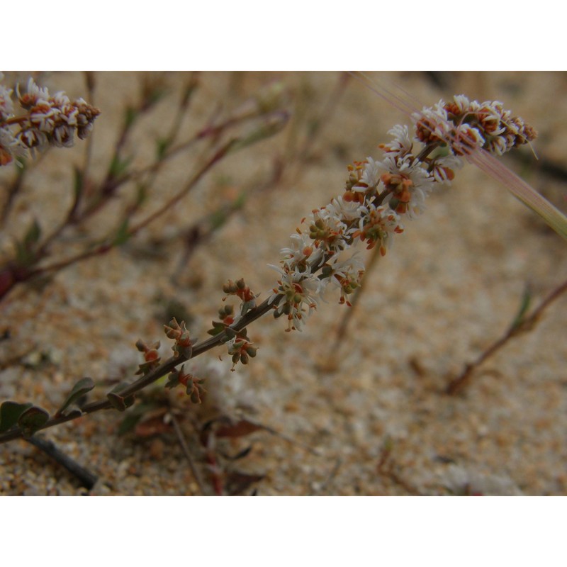 sesamoides spathulifolia (revelière ex boreau) rothm.