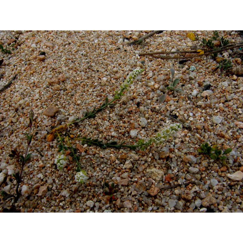 sesamoides spathulifolia (revelière ex boreau) rothm.