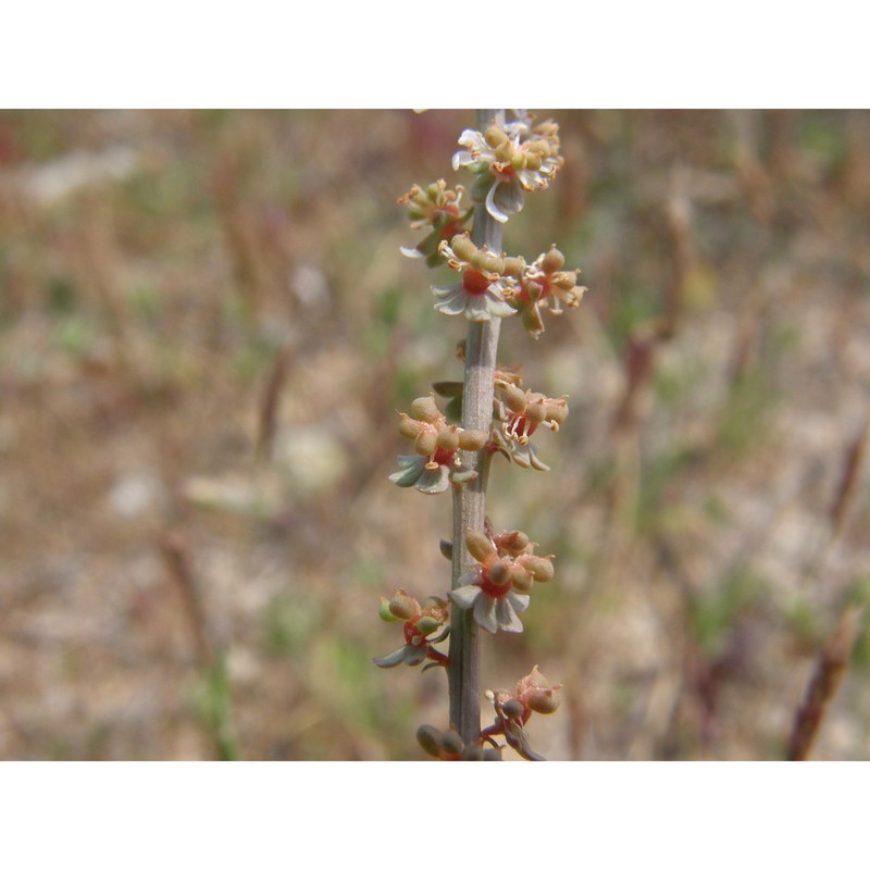 sesamoides spathulifolia (revelière ex boreau) rothm.