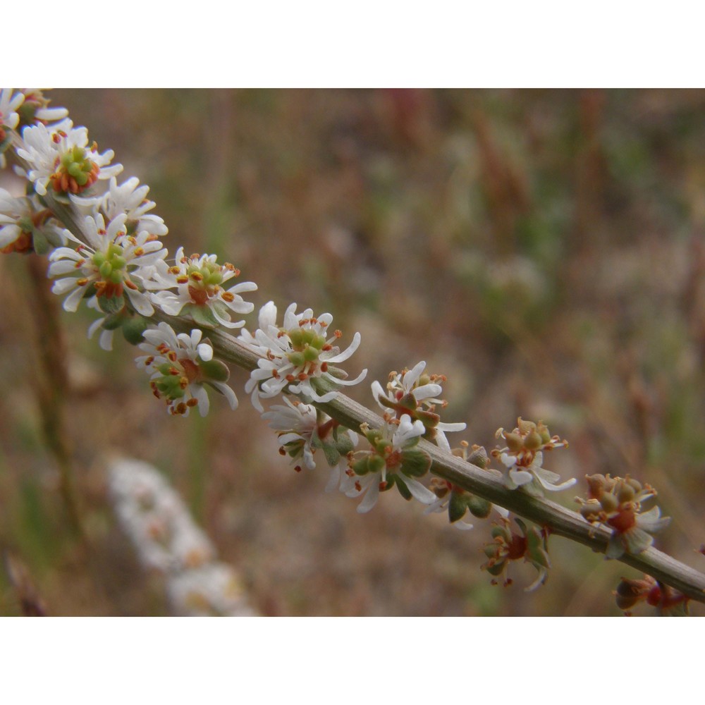 sesamoides spathulifolia (revelière ex boreau) rothm.