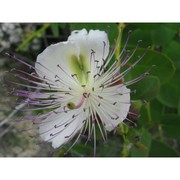 capparis spinosa l.