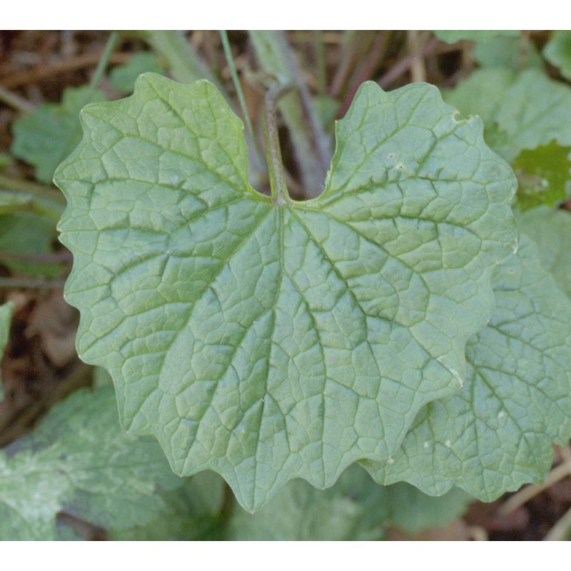 alliaria petiolata (m. bieb.) cavara et grande